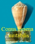 Conus hyaena mutabilis, Chemnitz, J.H. Reeve 1844